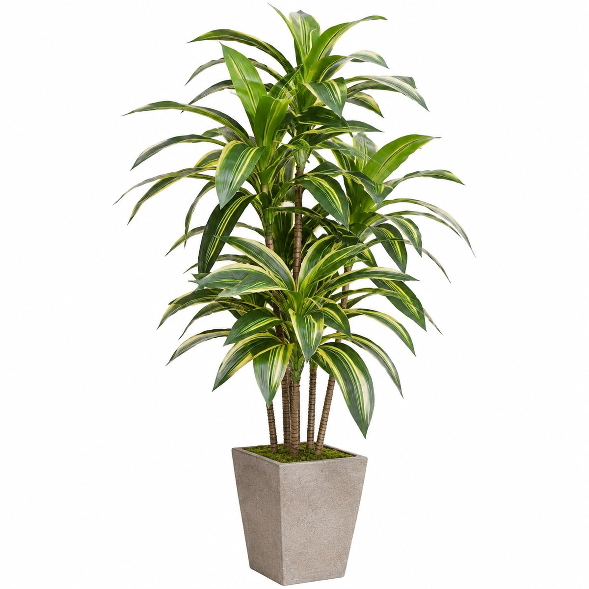 Plante artificielle dracaena 180 cm feuillage vert panaché avec pot carré décoratif intérieur